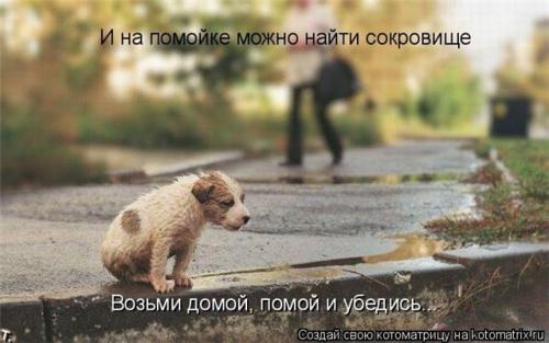 Афоризмы о собаках | Приют для бездомных животных ГАВ, Московская область