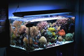 Морской аквариум