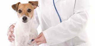 Ветеринарная помощь собаке