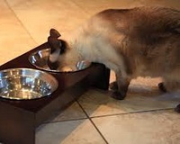 Посуда для кошки