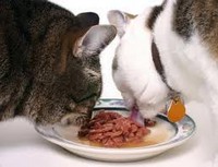 Привередливые в еде кошки