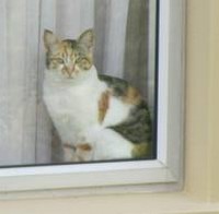 Кошка за окном